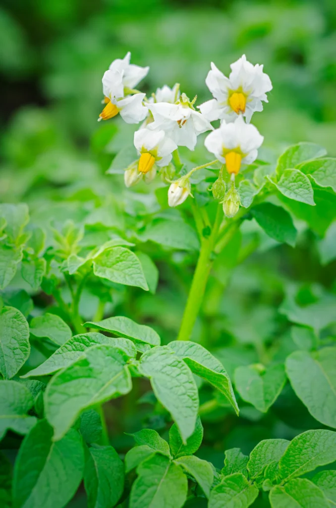 fleur de pomme de terre