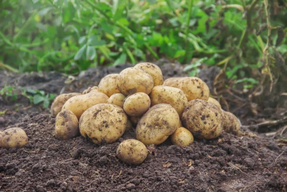 illustration pommes de terre champ