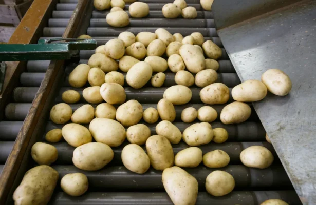 loi egalim production pommes de terre selectup 2