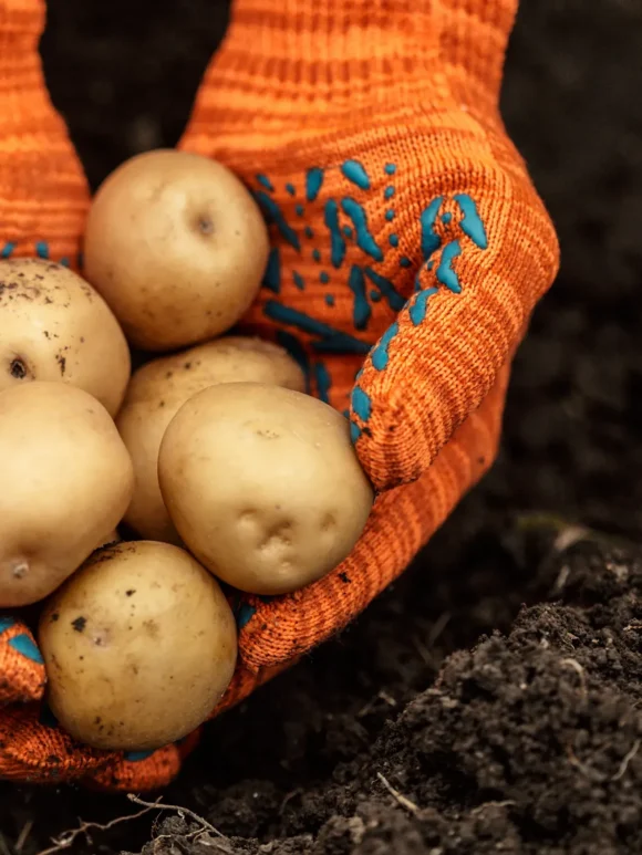 mains gantées avec pomme de terre