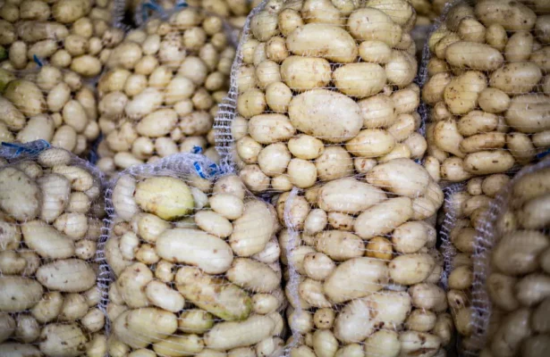 negociant production pomme de terre selectup