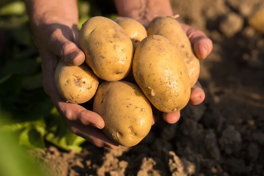 varietes pommes de terre oubliees selectup