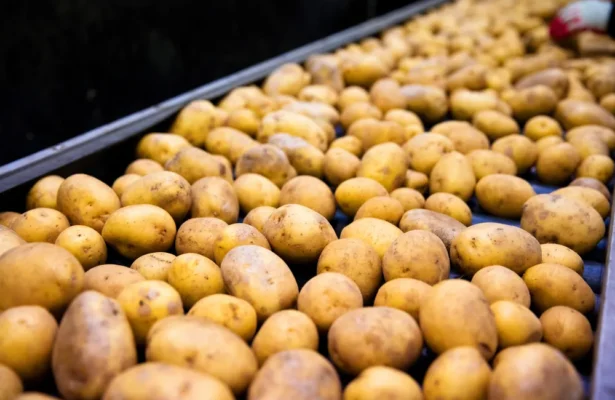vente production pommes de terre 2