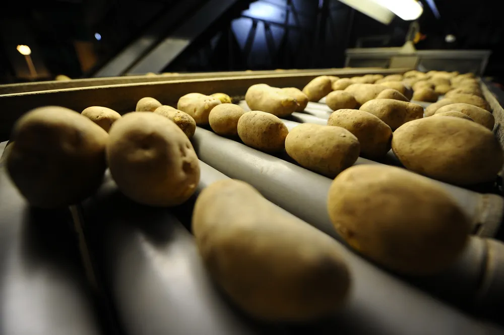 vente production pommes de terre